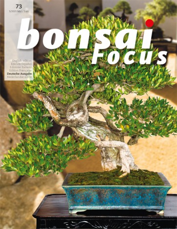 Bonsai Focus DE #73