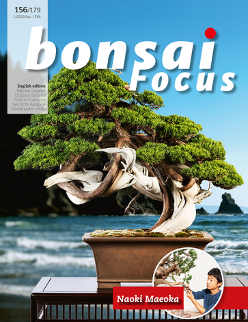 Bonsai Focus EN #156/#179