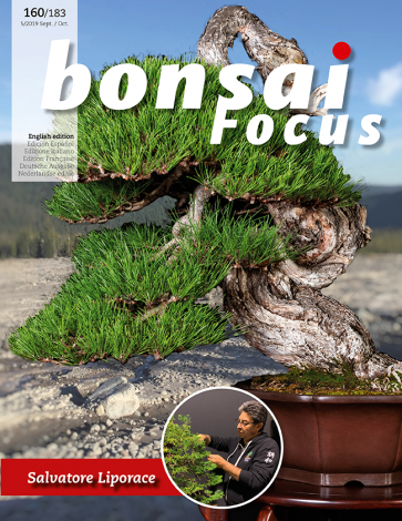 Bonsai Focus EN #160/#183