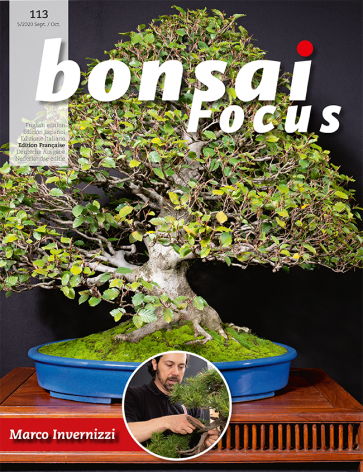 Bonsai Focus FR #113