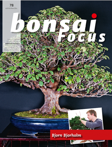 Bonsai Focus IT #78