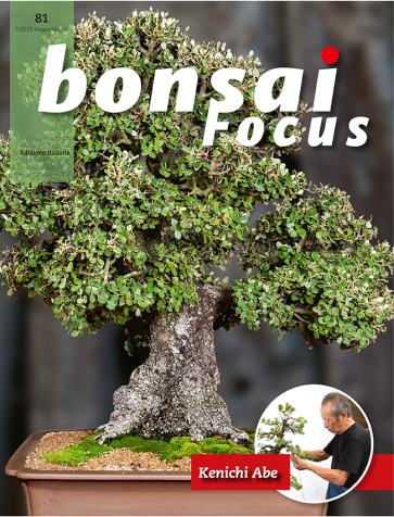 Bonsai Focus IT #81