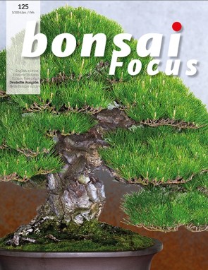 Bonsai Focus DE #125