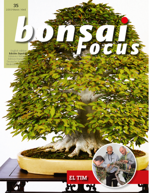 Bonsai Focus ES #35