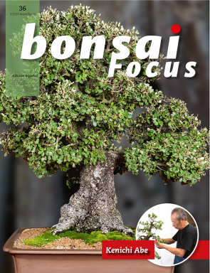 Bonsai Focus ES #36