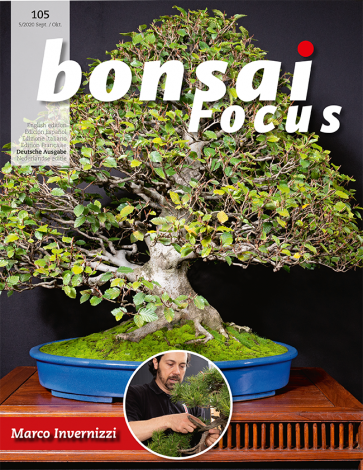 Bonsai Focus DE #105