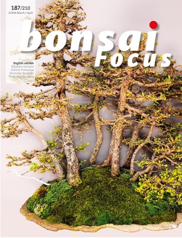 Bonsai Focus EN #187/#210