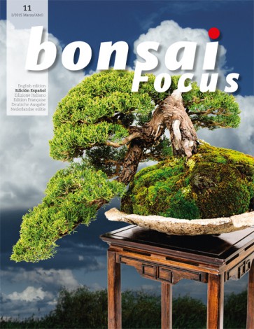 Bonsai Focus ES #11