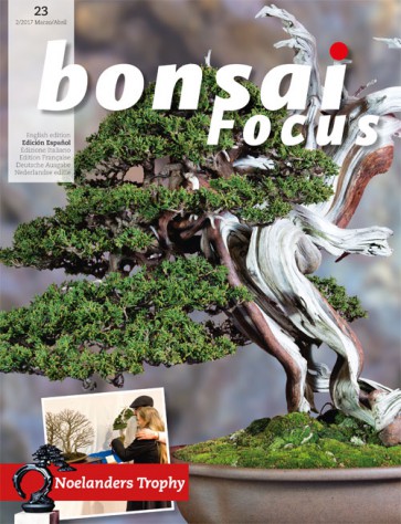 Bonsai Focus ES #23