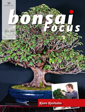 Bonsai Focus ES #33