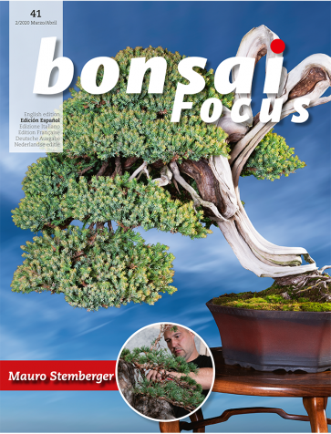 Bonsai Focus ES #41