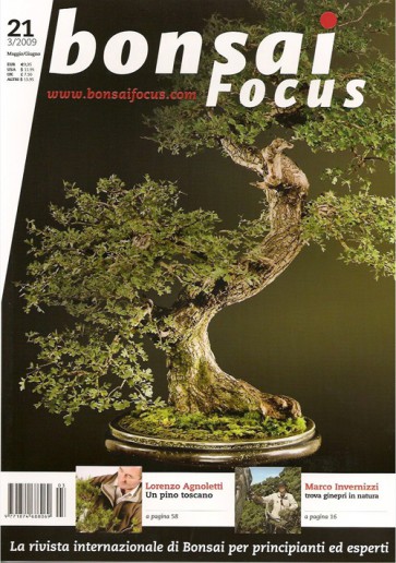 Bonsai Focus IT #21 