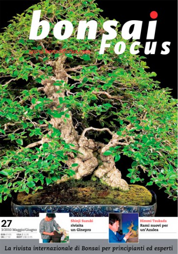 Bonsai Focus IT #27