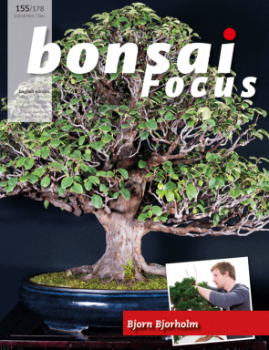Bonsai Focus EN #155/#178