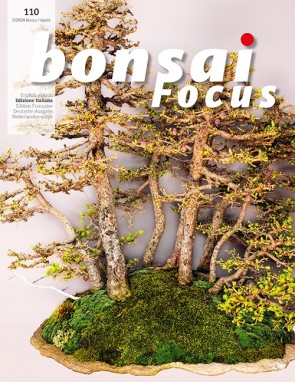 Bonsai Focus IT #110