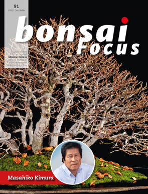 Bonsai Focus IT #91