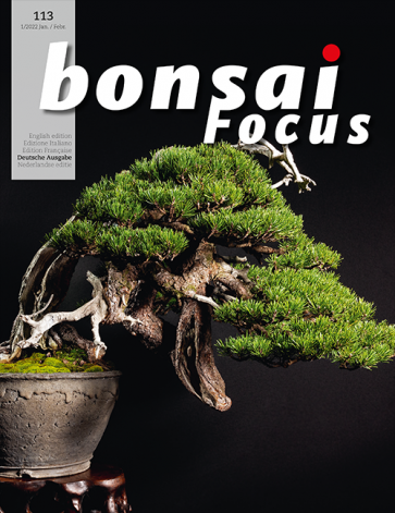 Bonsai Focus DE #113