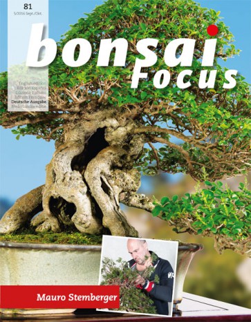 Bonsai Focus DE #81