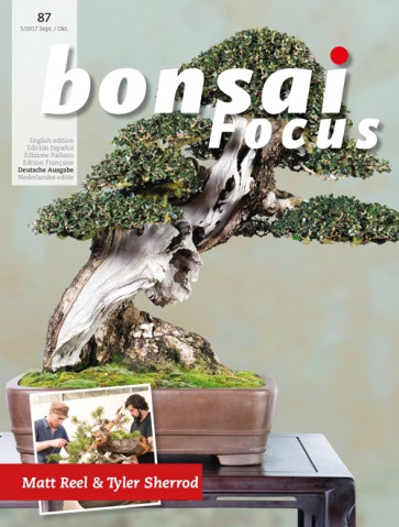 Bonsai Focus DE #87