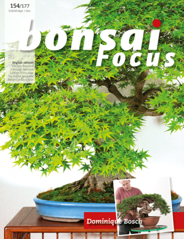 Bonsai Focus EN #154/#177