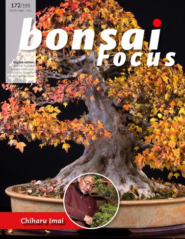 Bonsai Focus EN #172/#195