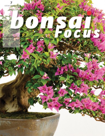 Bonsai Focus ES #07