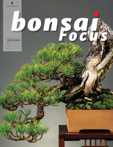 Bonsai Focus ES #08