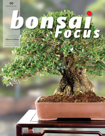 Bonsai Focus IT #60