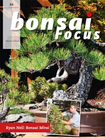 Bonsai Focus IT #64