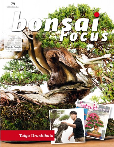 Bonsai Focus NL #131