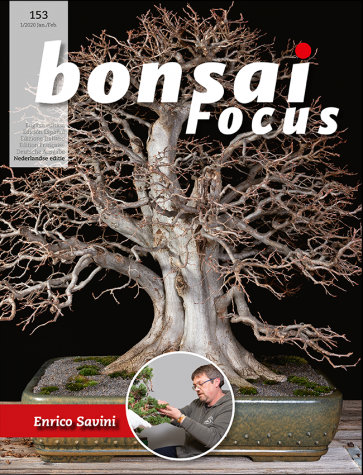 Bonsai Focus NL #153