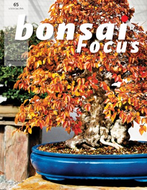 Bonsai Focus DE #65