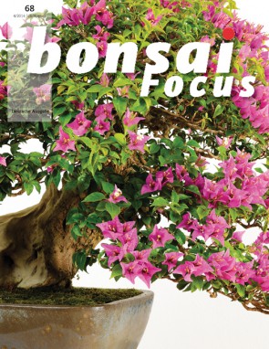 Bonsai Focus DE #68