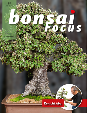 Bonsai Focus DE #97
