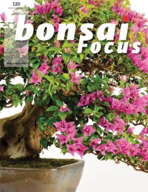 Bonsai Focus NL #120