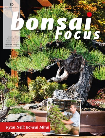 Bonsai Focus DE #80