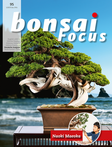 Bonsai Focus DE #95