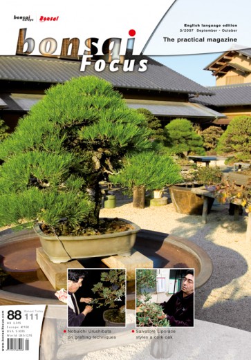 Bonsai Focus EN #88