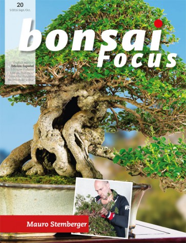 Bonsai Focus ES #20