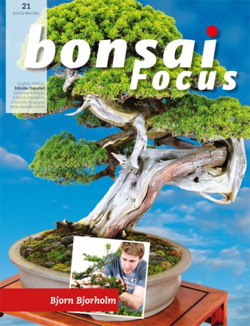 Bonsai Focus ES #21