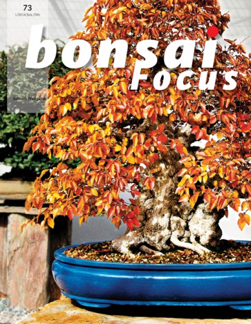 Bonsai Focus FR #73