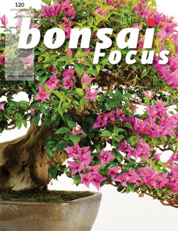 Bonsai Focus NL #120