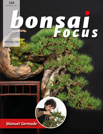 Bonsai Focus NL #158