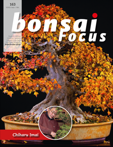 Bonsai Focus NL #163