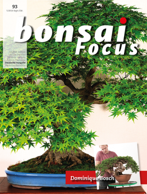 Bonsai Focus DE #93