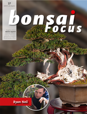 Bonsai Focus ES #37