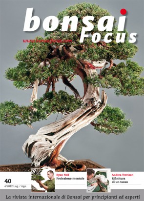 Bonsai Focus IT #40