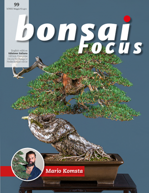 Bonsai Focus IT #99
