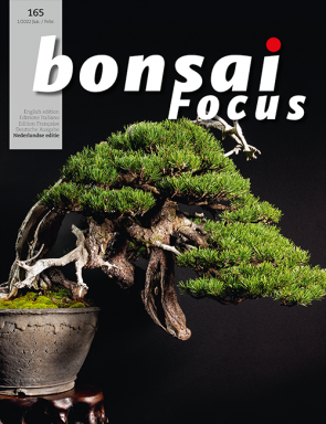 Bonsai Focus NL #165