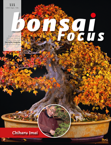 Bonsai Focus DE #111